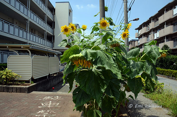 grp0731143139.jpg 600396 101K