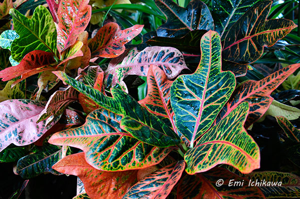 15-8-20tropical-plant_DSC2396.jpg 600397 153K