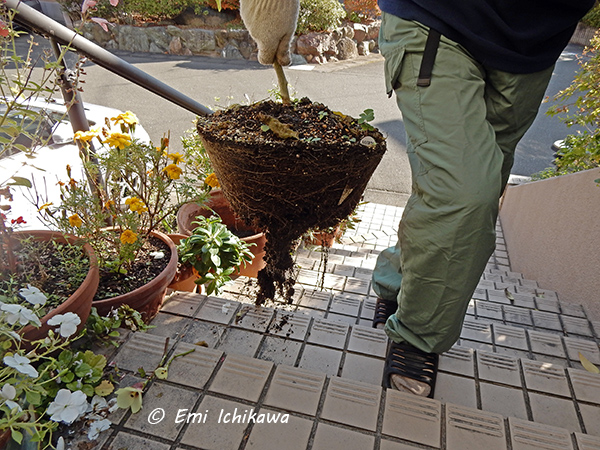 grp1124121635.jpg 600450 229K