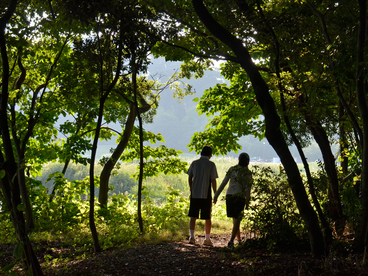 path-in-the-forest.jpg 1280960 1060K