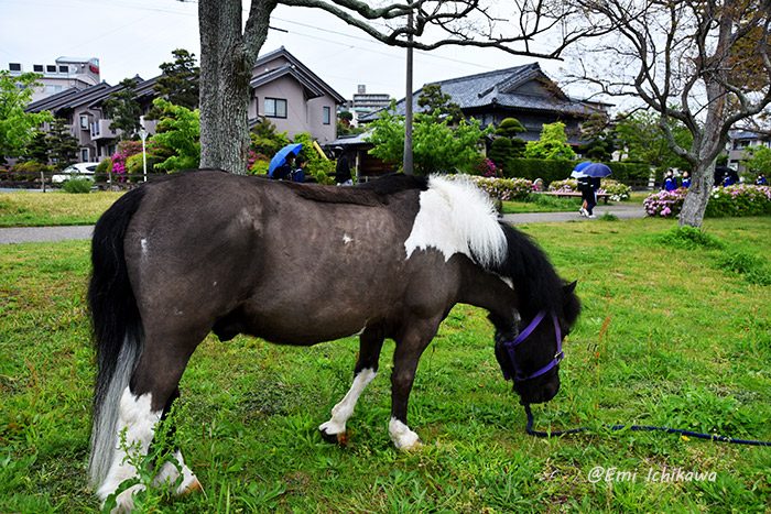 21-4-13PonyDSC_7292.jpg 700467 205K