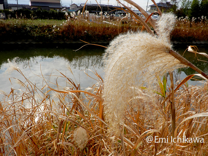 grp1208184906.jpg 700525 300K