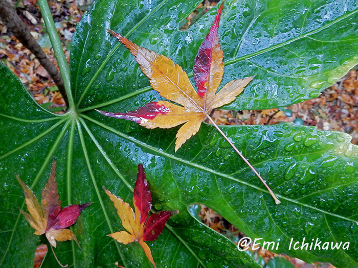 grp1215111950.jpg 700��525 282K